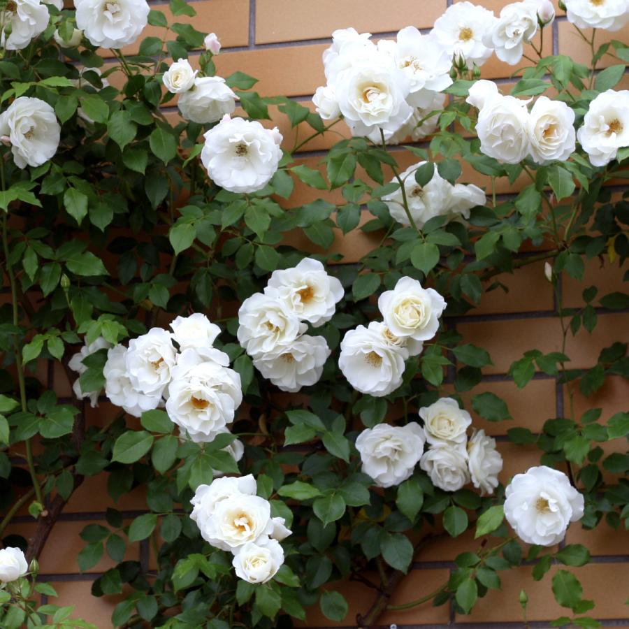 バラ苗 予約大苗 2026 つる アイスバーグ IcebergClimbing 国産