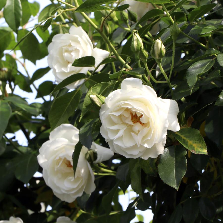 バラ苗 予約大苗 2026 つる アイスバーグ IcebergClimbing 国産