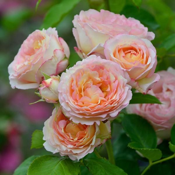 バラ苗 予約大苗 2026 ペッシュ ボンボン Pêche Bonbon 国産ノイバラ台