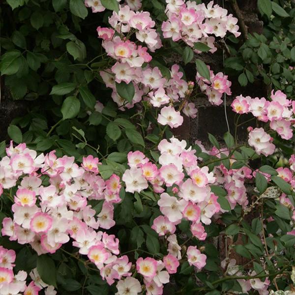 バラ苗 予約新苗 2026 バレリーナ Ballerina 国産ノイバラ台木使用