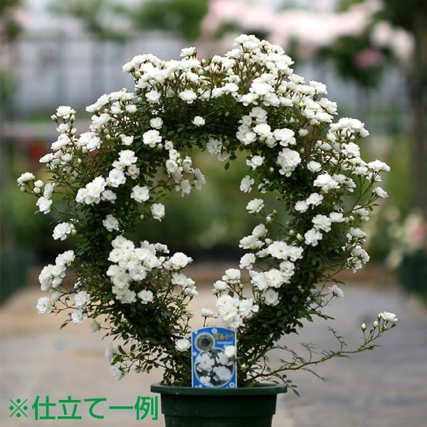 ☆バラ売りさま専用 資材 リング | その他・園芸用品 | コマツガーデンオンラインショップ