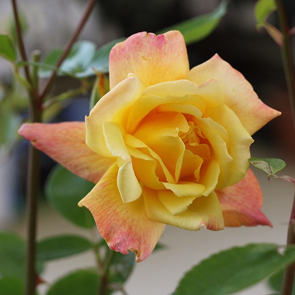 ANNE CLAY FRANCE アンヌ・クレイ ピンクバラ 薔薇 925 sv ANNE CLAY FRANCE アンヌ・クレイ ピンクバラ 薔薇 925 sv