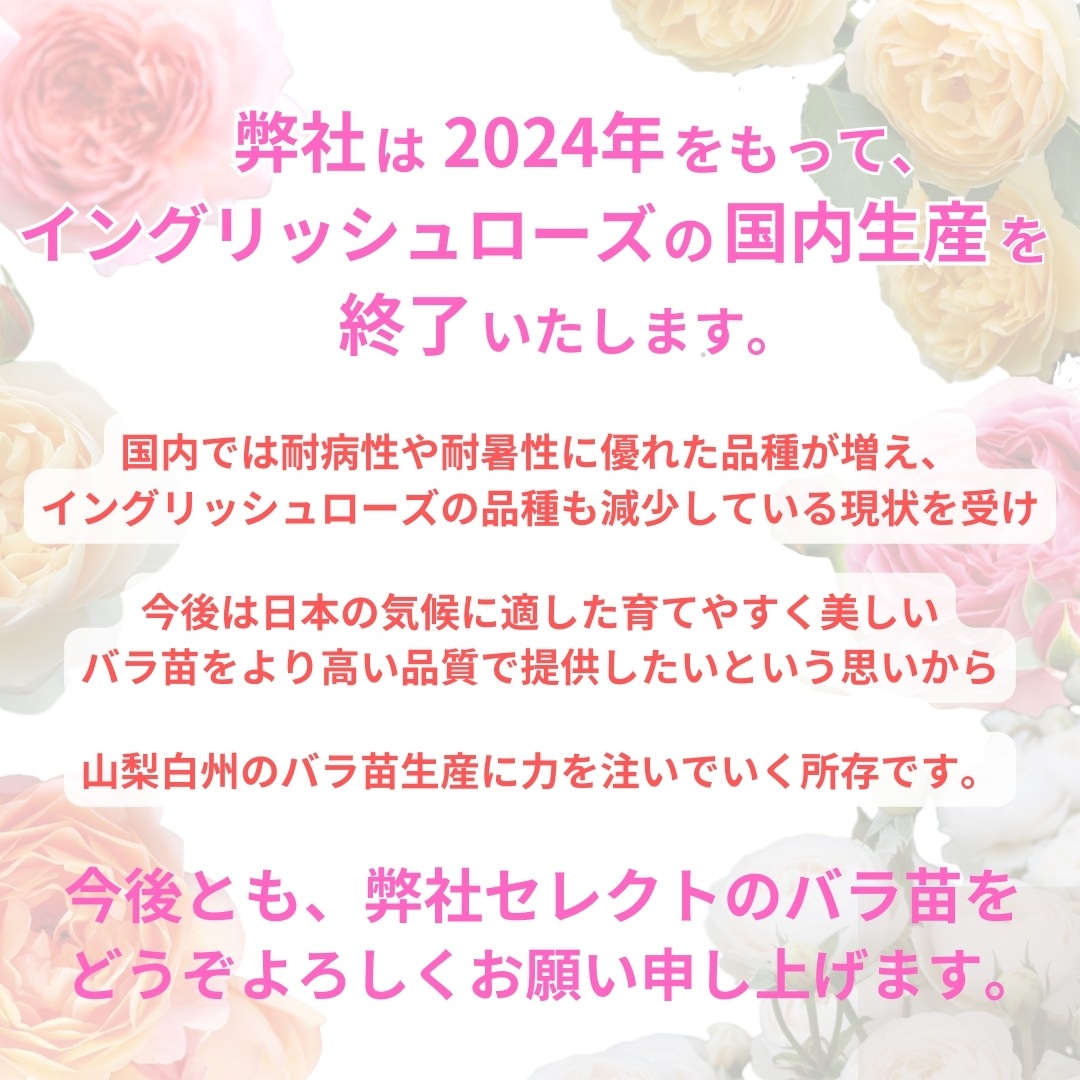 バラ苗 鉢植え6寸 2025 ザ ジェネラス ガーデナー The Generous