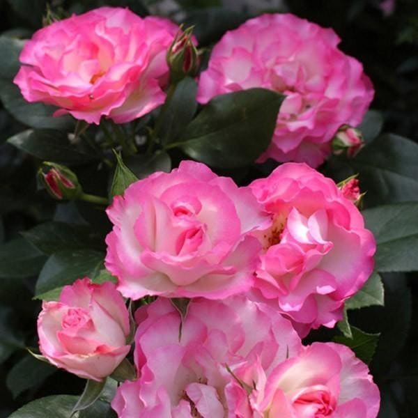 バラ苗 大苗 2026 ストロベリー アイス Strawberry Ice 国産ノイバラ台