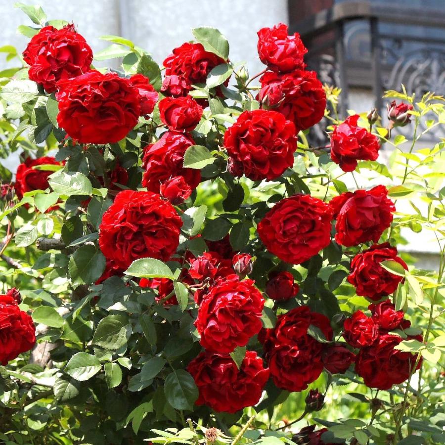 バラ苗 予約大苗 2026 オリーブ Olive 国産ノイバラ台木使用 | 予約