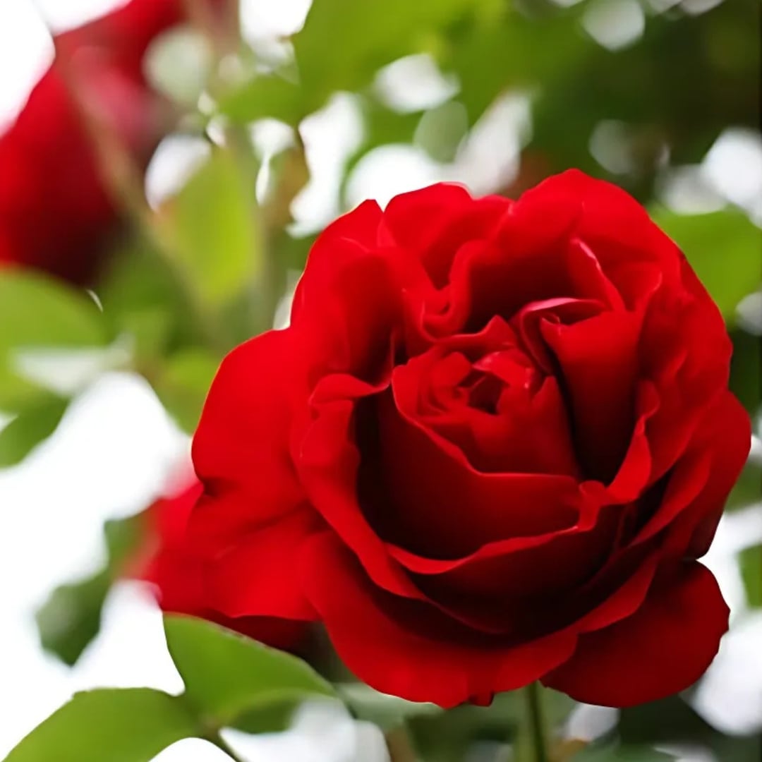 バラ苗 予約大苗 2026 オリーブ Olive 国産ノイバラ台木使用 | 予約