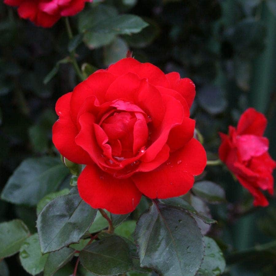 バラ苗 大苗 2026 オリーブ Olive 国産ノイバラ台木使用 | 大苗 2026