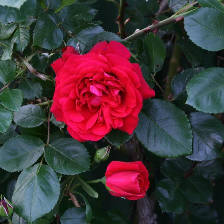 バラ苗　かおりんご様予約専用 2023年バラ苗予約販売】ベル・デ・セゴサ(販売終了) | 花＆グリーン