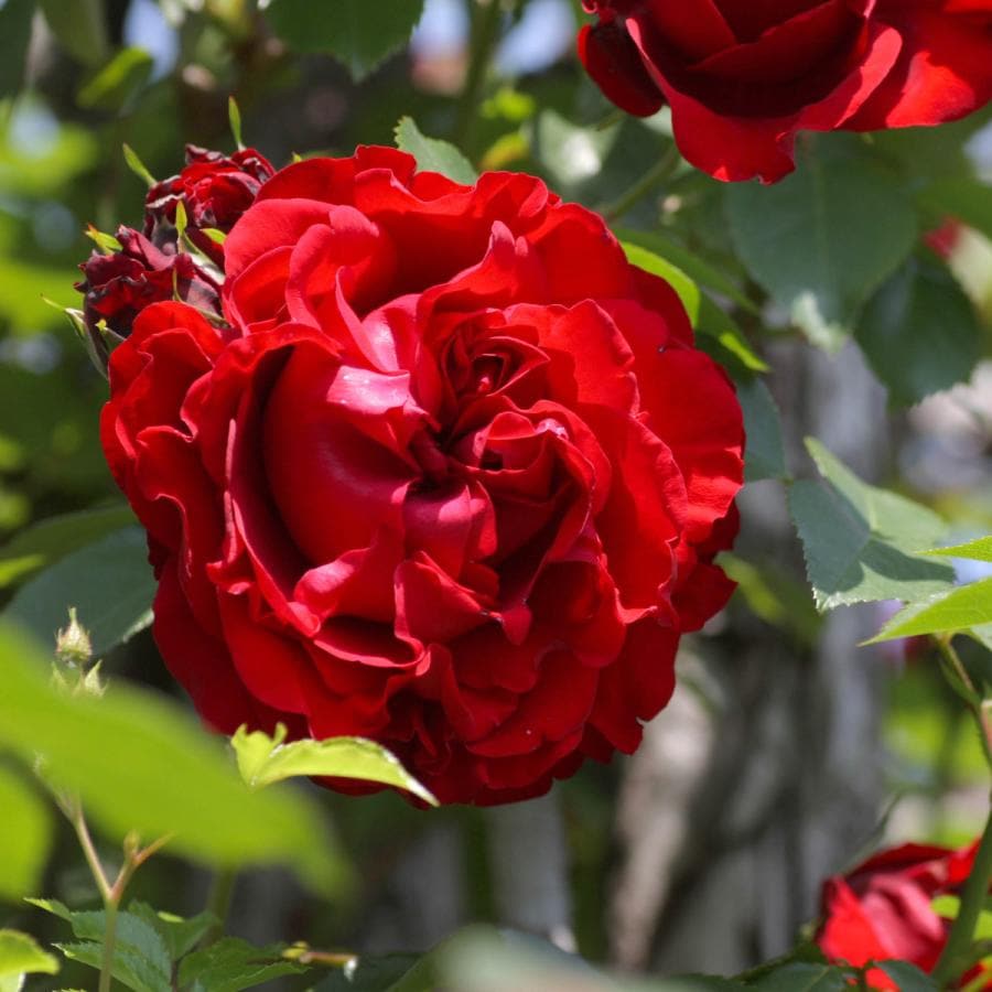 コメント下さい✦まずは2苗のみ☆バラ苗✦ꕥ。.予約ꕤ‿ꕤ.。 バラ苗 予約大苗 2026 オリーブ Olive 国産ノイバラ台木使用 k25