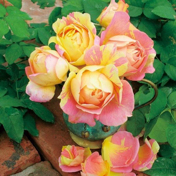 バラ苗 予約大苗 2026 ポール セザンヌ Paul Cézanne 国産ノイバラ台木