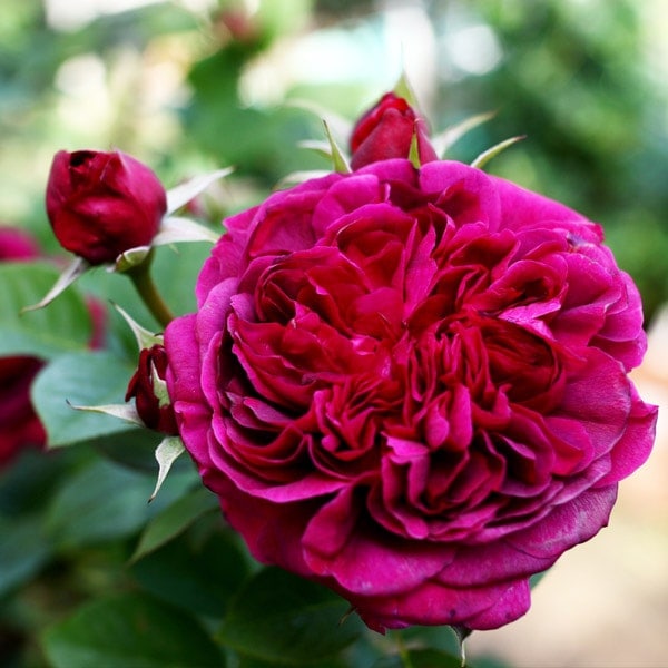 ウイリアムシェークスピア2000　 6号スリット　芽接ぎ苗　イングリッシュローズ ウィリアムシェイクスピア2000 William Shakespeare2000