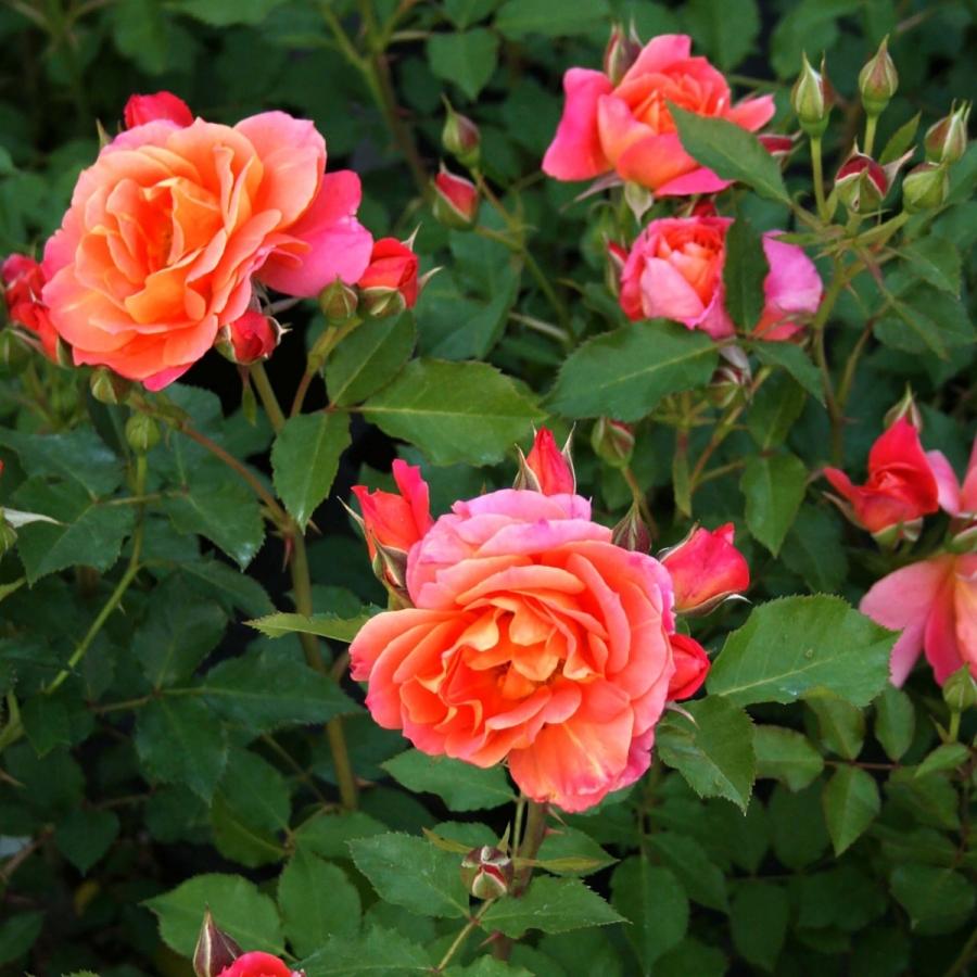 バラ苗 鉢植え6寸 2025 ディズニーランド ローズ Disneyland Rose 国産 
