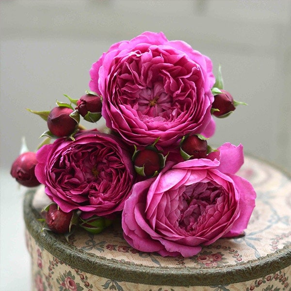 バラ苗 予約新苗 2026 カルトナージュ Cartonnage 国産ノイバラ台木