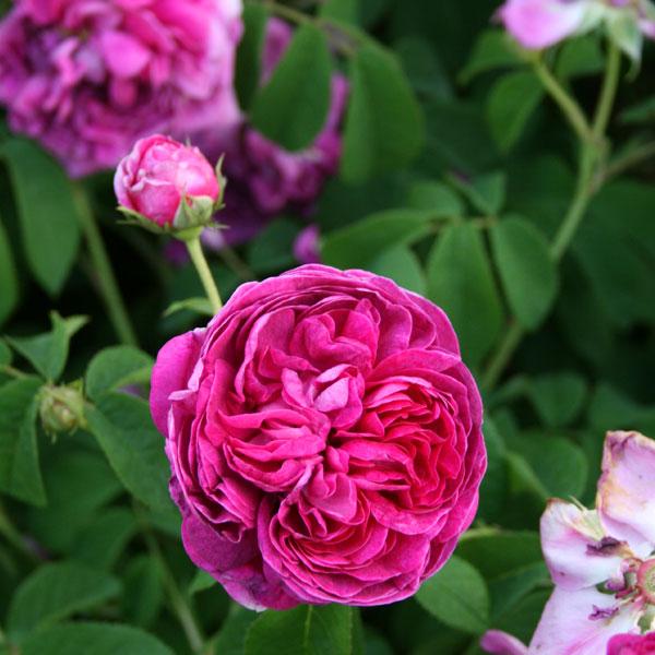 バラ苗　mille バラ苗 大苗 18cmポット ミルフィオーリ : Apple Roses - 通販