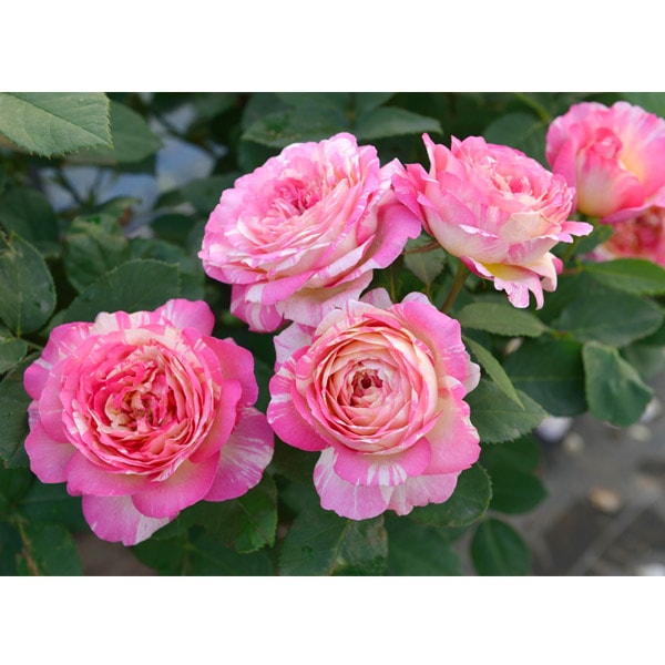 バラ苗 予約大苗 2026 マルク シャガール Marc Chagall 国産ノイバラ台