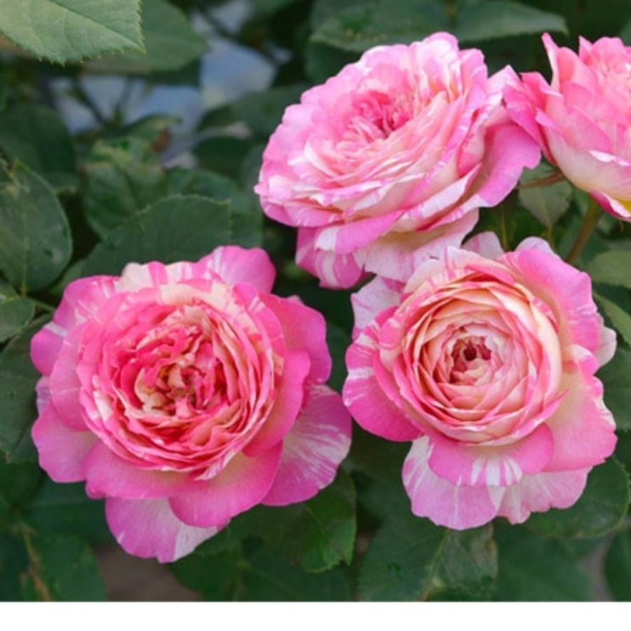 4_000000004555.jpg?1753341428