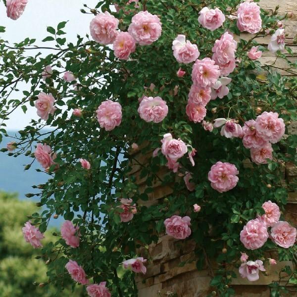 バラ苗 予約新苗 2026 フランソワ ジュランヴィル François Juranville