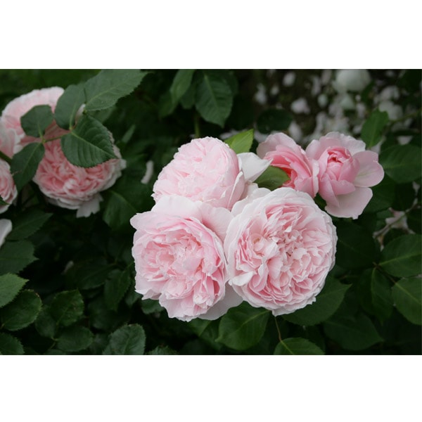 バラ苗 図鑑 キャスリン モーレー Kathryn Morley 国産ノイバラ台木