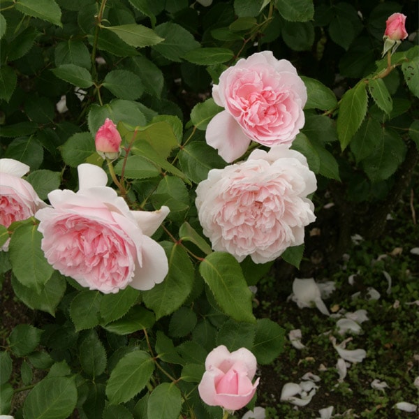 バラ苗 図鑑 キャスリン モーレー Kathryn Morley 国産ノイバラ台木