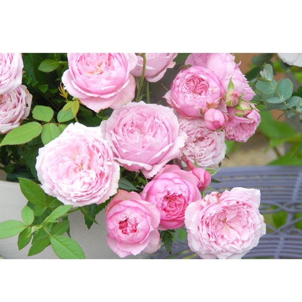 バラ苗 図鑑 みやこ Miyako 国産ノイバラ台木使用 | 京阪園芸 | コマツ