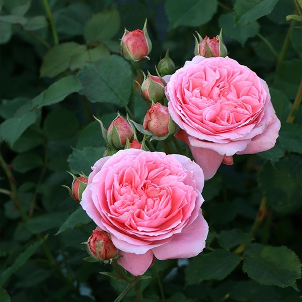 バラ苗 図鑑 ロマンティック チュチュ Romantic Tutu 国産ノイバラ台木