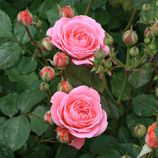 バラ苗 図鑑 ロマンティック チュチュ Romantic Tutu 国産ノイバラ台木