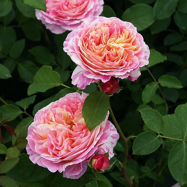 クロード・モネ、「PAVOTS ROUGE ET ROSE」、海外版超希少レゾネ バラ