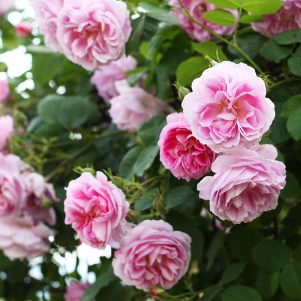 バラ苗 予約新苗 2026 ブルボン クイーン Bourbon Quee 国産ノイバラ台