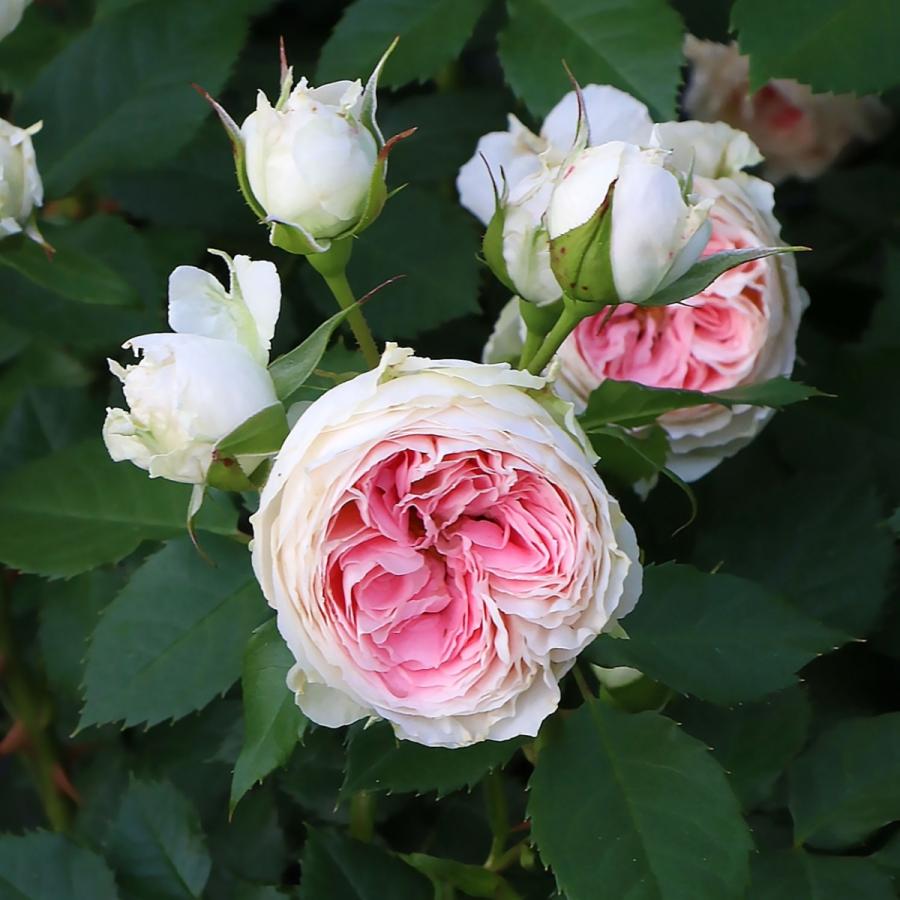 バラ苗 鉢植え6寸 2025 パシュミナ Pashmina 国産ノイバラ台木