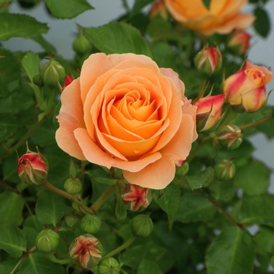 バラ苗 予約大苗 2026 ラ ドルチェ ヴィータ La Dolce Vita 国産