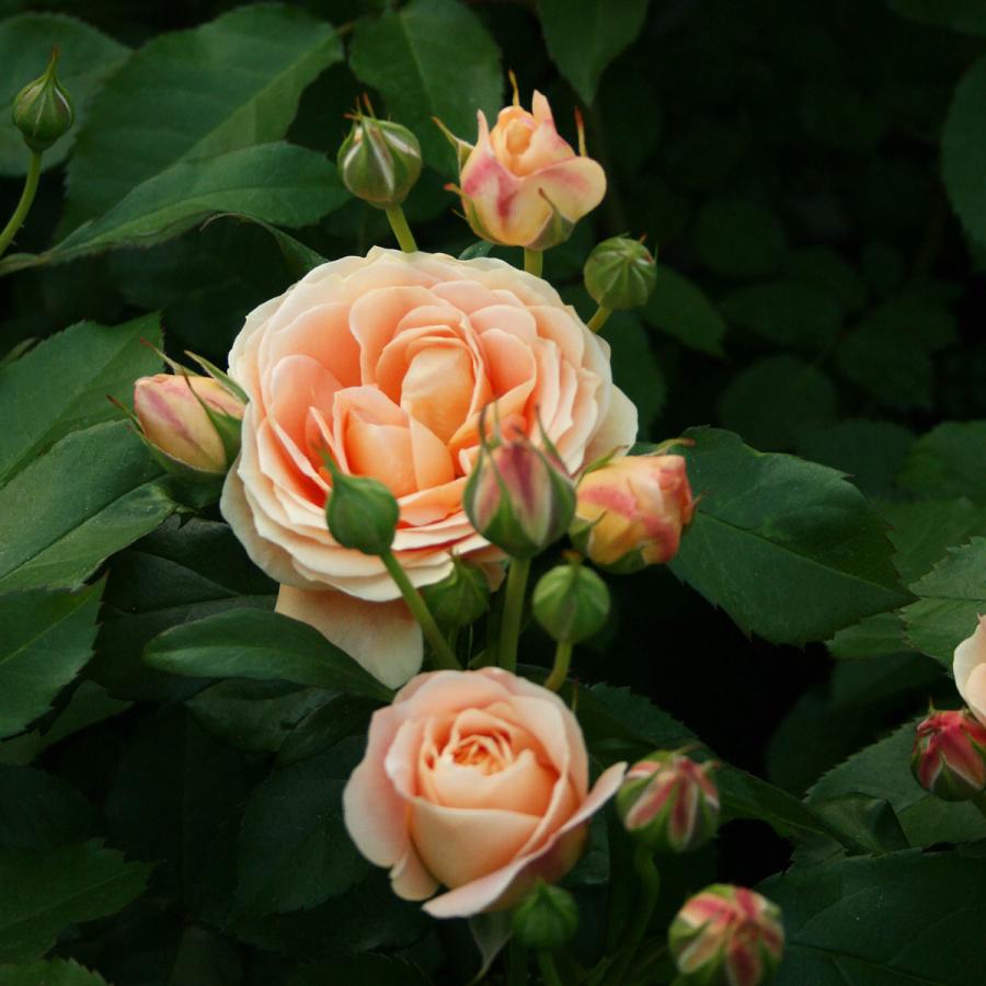 バラ苗 予約大苗 2026 ラ ドルチェ ヴィータ La Dolce Vita 国産