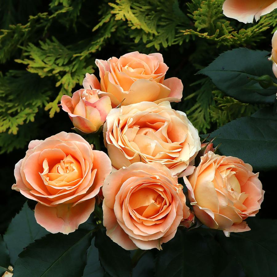 バラ苗 大苗 2026 ラ ドルチェ ヴィータ La Dolce Vita 国産ノイバラ台