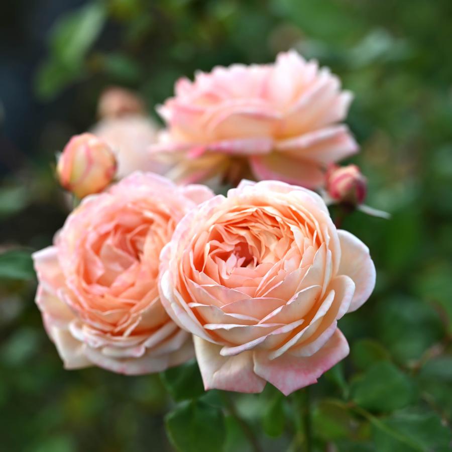 バラ苗 予約新苗 2026 コンフィチュール Confiture 国産ノイバラ台木