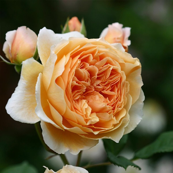 バラ苗 図鑑 クラウン プリンセス マルガリータ Crown Princess