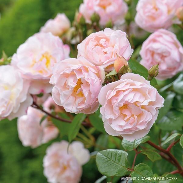 通販 激安 バラ苗 鉢植え6寸 of Lady The レイク ザ オブ レディ ザ 2025 クラフト・布製品