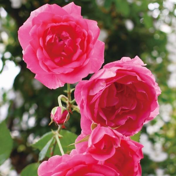 バラ苗 予約大苗 2026 パレード Parade 国産ノイバラ台木使用 | 予約