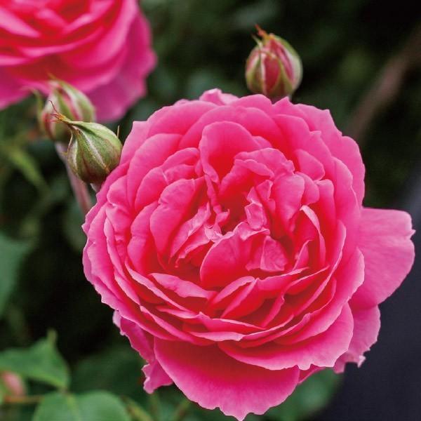 バラ苗 予約大苗 2026 パレード Parade 国産ノイバラ台木使用 | 予約