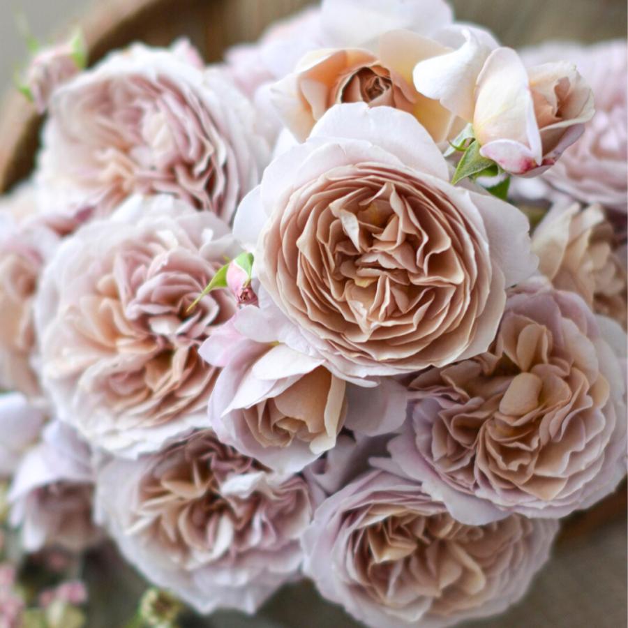 2_000000004758.jpg?1755156449