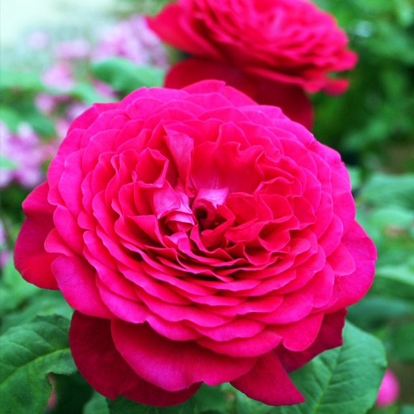 バラ苗 図鑑 ゲーテ ローズ Goethe Rose 国産ノイバラ台木使用 | 図鑑