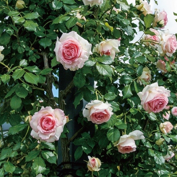 バラ苗 予約大苗 2026 ピエール ドゥ ロンサール Pierre de Ronsard