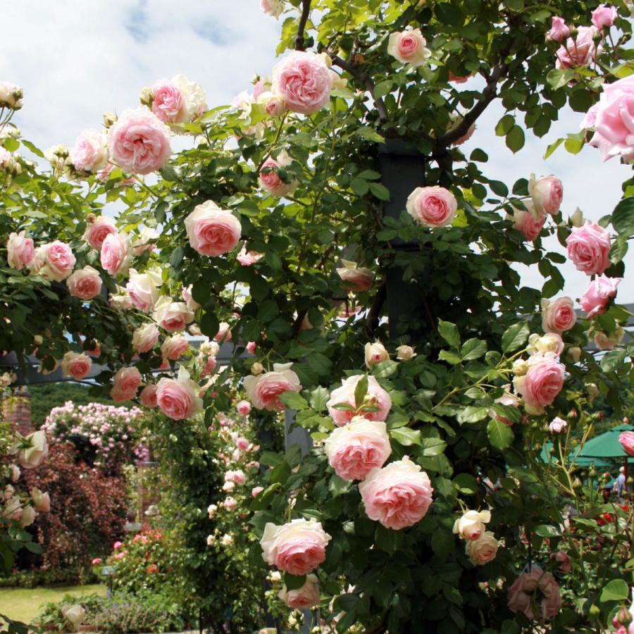 バラ苗 予約大苗 2026 ピエール ドゥ ロンサール Pierre de Ronsard