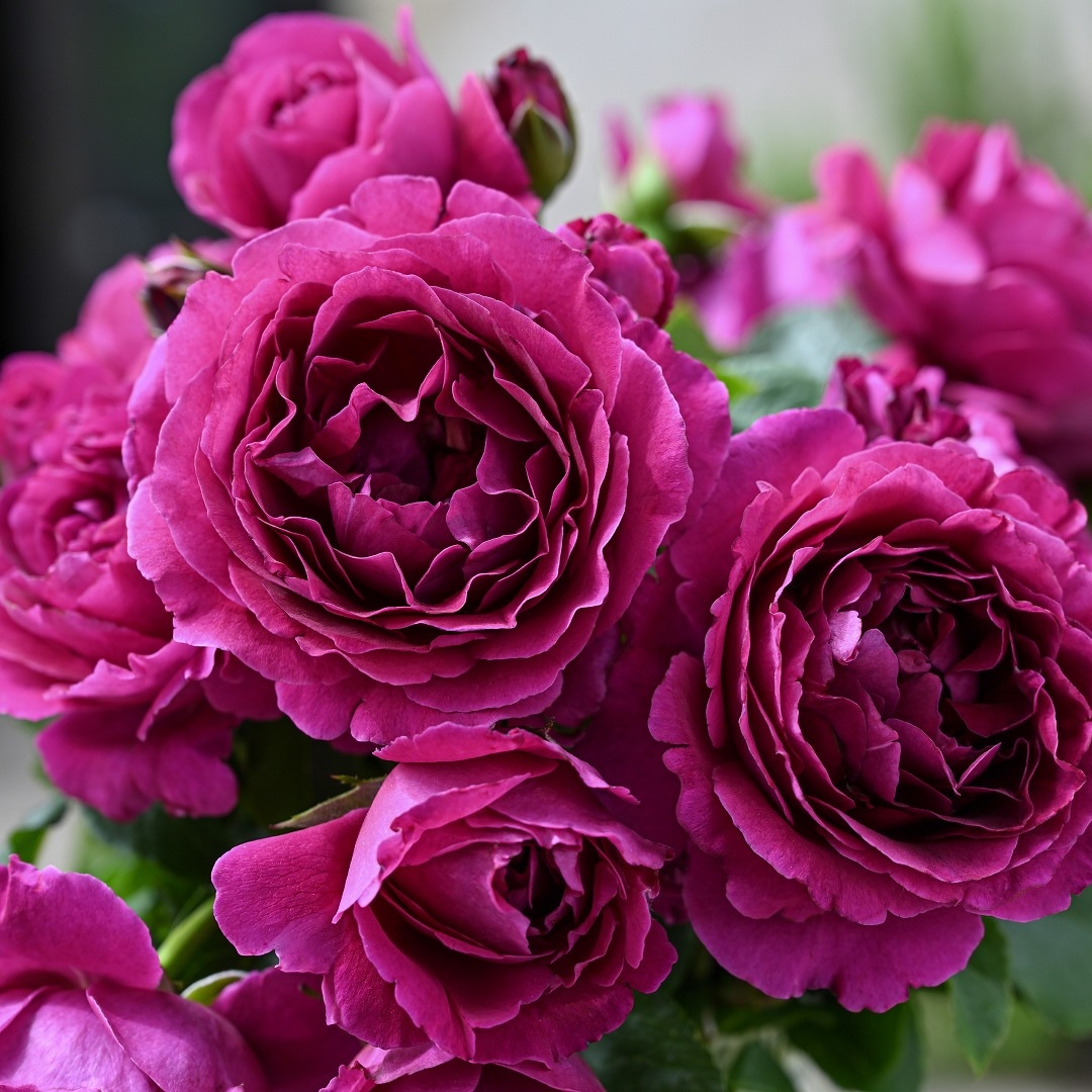 バラ苗 予約大苗 2026 ルタンデスリーズ Le Tepms des Cerises 国産