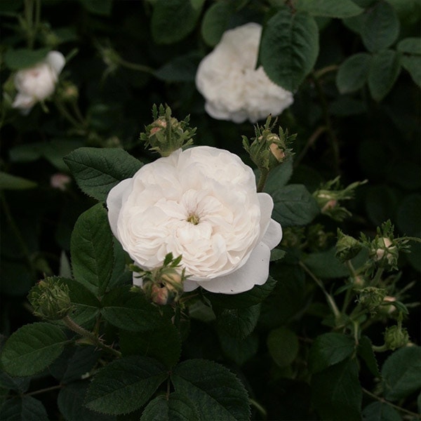 バラ苗 予約新苗 2026 マダム アルディ Mme.Hardy 国産ノイバラ台木