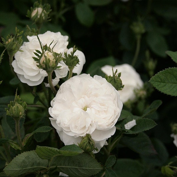 バラ苗 予約新苗 2026 マダム アルディ Mme.Hardy 国産ノイバラ台木