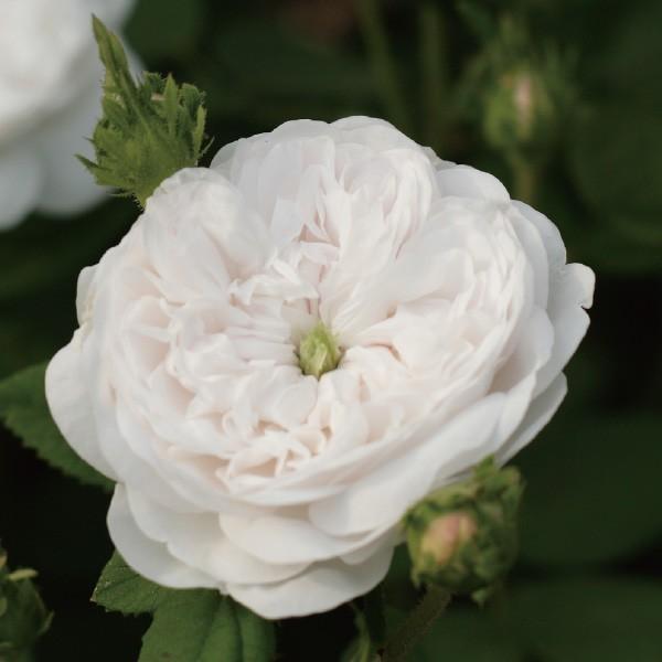 3_000000004659.jpg?1755134216