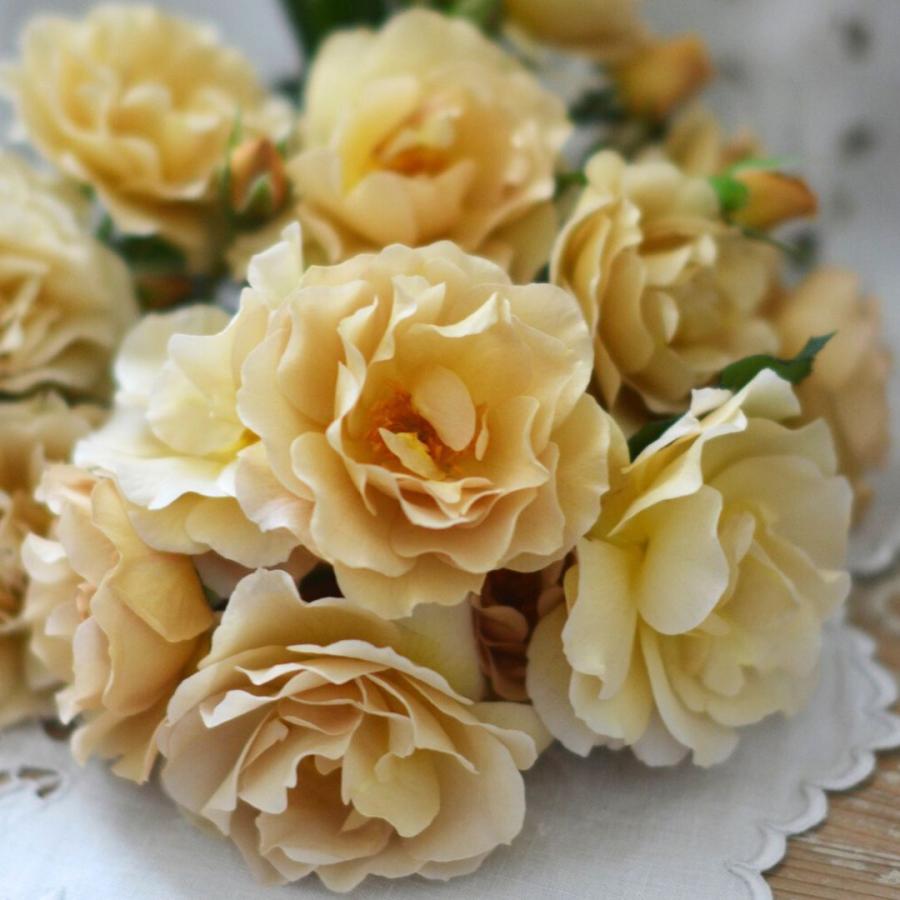 バラ苗 予約新苗 2026 ラ・ブロッシュ La broche 国産ノイバラ台木使用