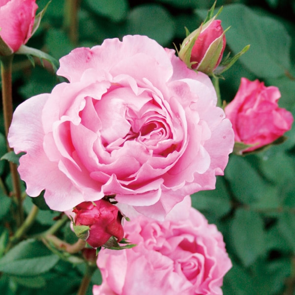 バラ苗 図鑑 レミ チャン Remi Chang 国産ノイバラ台木使用 | すべての