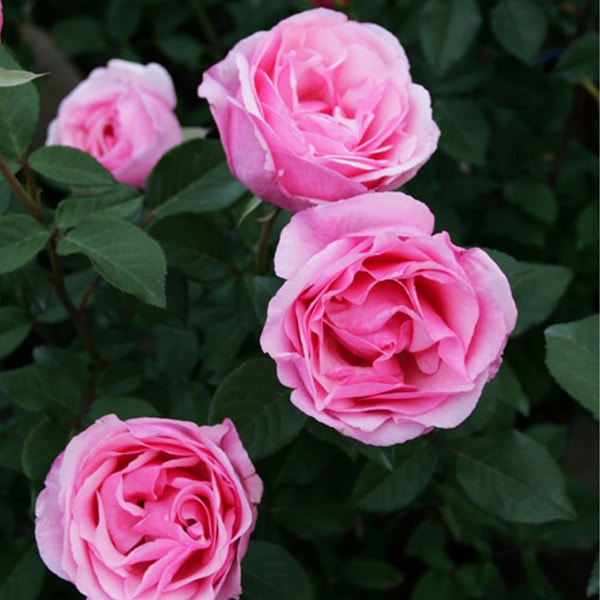 バラ苗 図鑑 レミ チャン Remi Chang 国産ノイバラ台木使用 | すべての