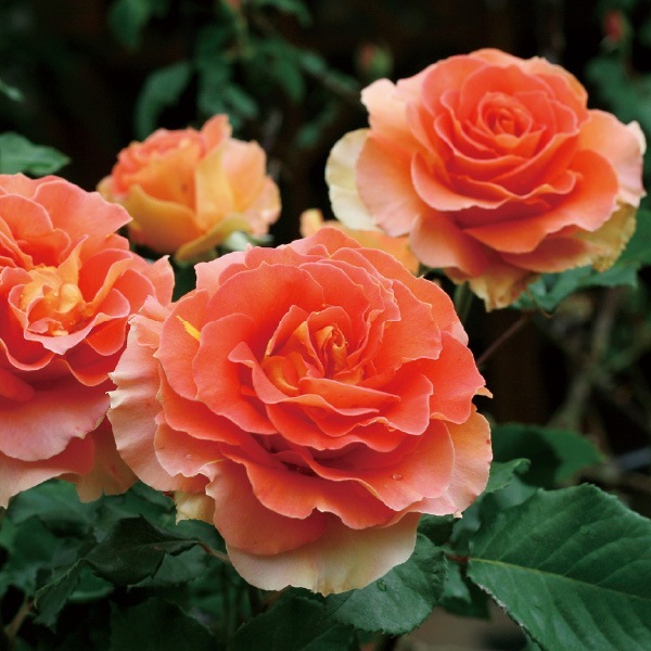 バラ苗問い合わせページ 楽天市場】予約販売 バラ苗 バラ大苗 ロサ オリエンティス