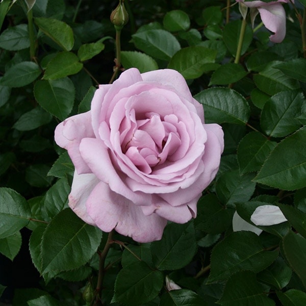 ローズねーさん バラ苗 予約大苗 2026 ローズシナクティフ (ローズ シネルジック) Rose